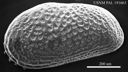 Cytheridea paracuminata Kollmann, 1960