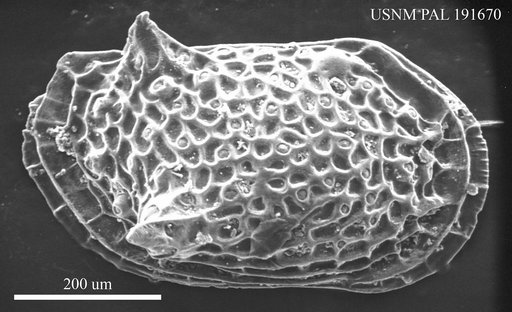 Loxoconcha quadrituberculata sarmatica Schneider