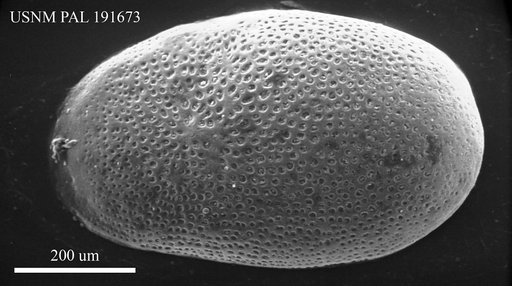 Neocyprideis (Neumannia) fortisensis (Key)