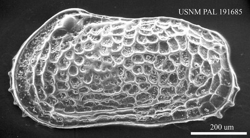 Hemicytheria croatica Sokac