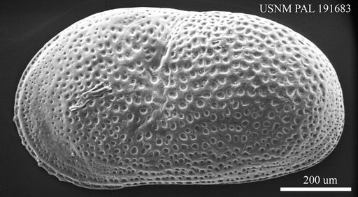 Cyprideis tuberculata tuberculata (Mehes, 1908)
