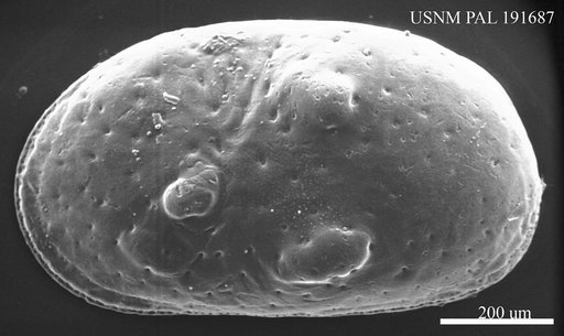 Cyprideis tuberculata costata (Mehes)