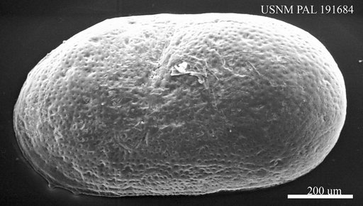 Cyprideis obesa (Reuss)