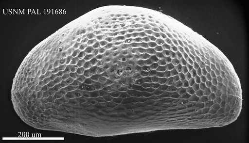 Bakunella dorsoarcuata (Zalanyi)