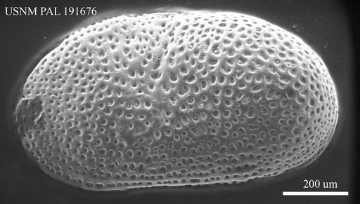 Cyprideis bispinosa