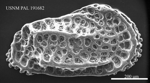 Costa sp.