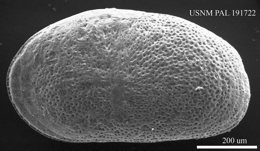 Cyprideis sp