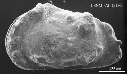 Genus indet. sp. indet.