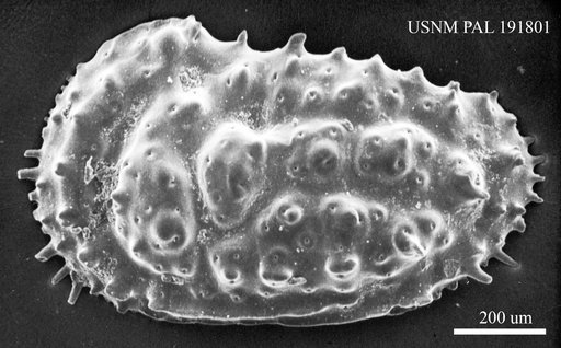 Genus indet. sp. indet.