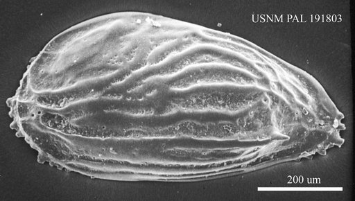 Genus indet. sp. indet.