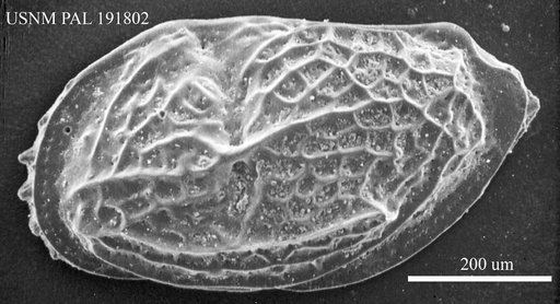 Neomonoceratina sp.