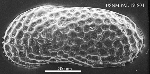 Genus indet. sp. indet.