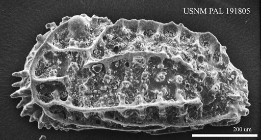 Chrysocythere sp.
