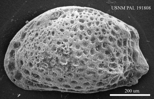 Pokornyella sp