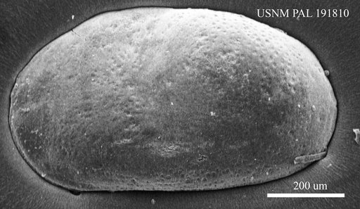Cyprideis sp