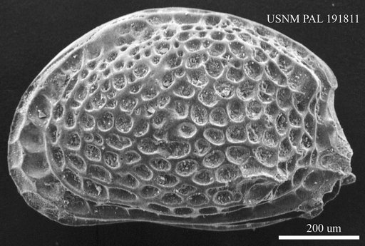 Aurila sp.
