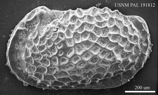 Genus indet. sp. indet.