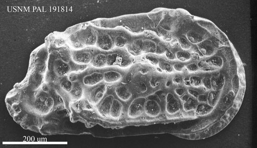 Genus indet. sp. indet.