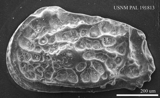 Genus indet. sp. indet.