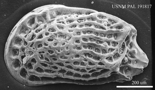 Genus indet. sp. indet.