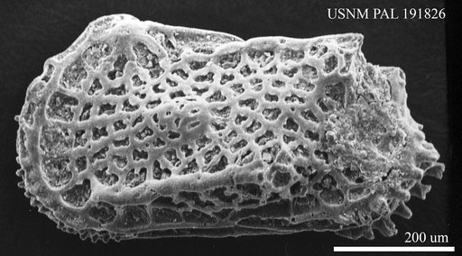 Genus indet. sp. indet.