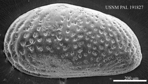 Genus indet. sp. indet.