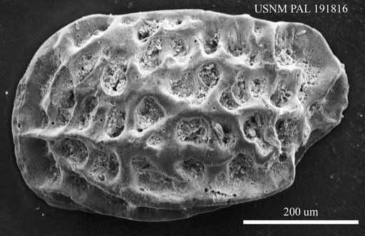 Genus indet. sp. indet.