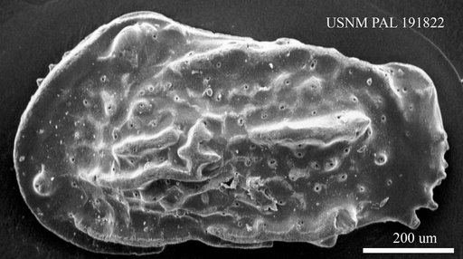 Genus indet. sp. indet.