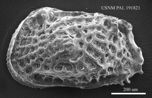 Genus indet. sp. indet.