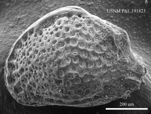 Genus indet. sp. indet.