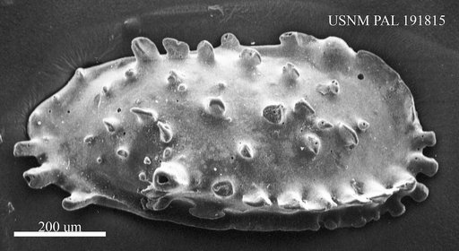 Genus indet. sp. indet.