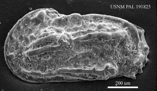 Genus indet. sp. indet.