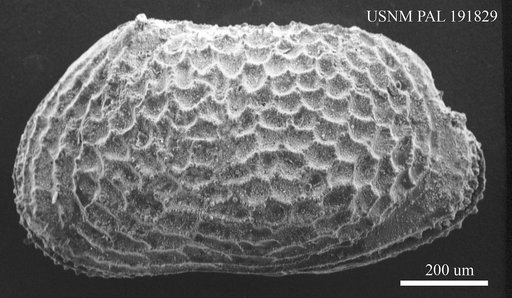 Genus indet. sp. indet.