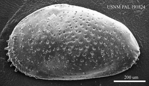 Genus indet. sp. indet.