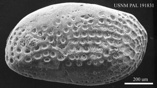 Genus indet. sp. indet.