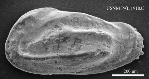 Genus indet. sp. indet.