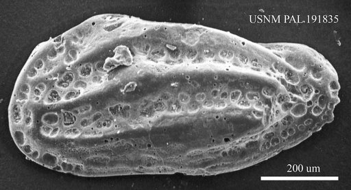 Genus indet. sp. indet.