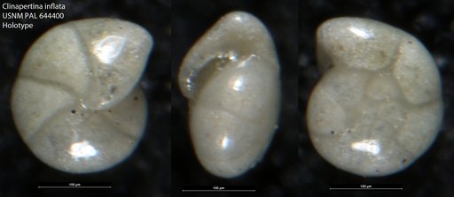 Clinapertina inflata Tjalsma & Lohmann, 1983