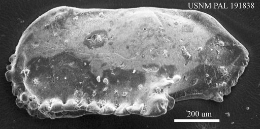 Genus indet. sp. indet.