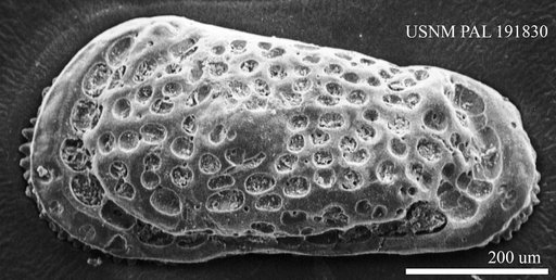 Genus indet. sp. indet.