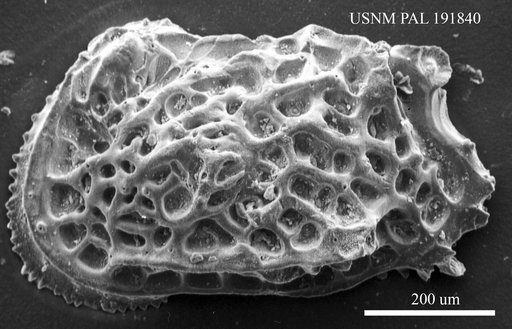 Genus indet. sp. indet.