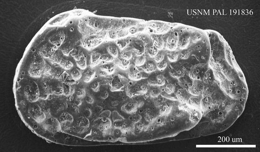 Genus indet. sp. indet.