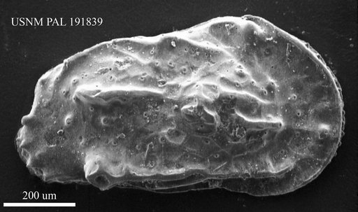 Genus indet. sp. indet.