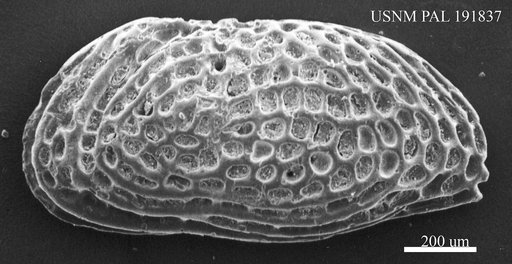Genus indet. sp. indet.