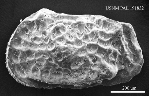 Genus indet. sp. indet.