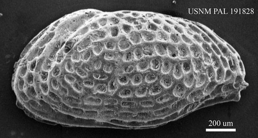Genus indet. sp. indet.