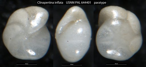 Clinapertina inflata Tjalsma & Lohmann, 1983