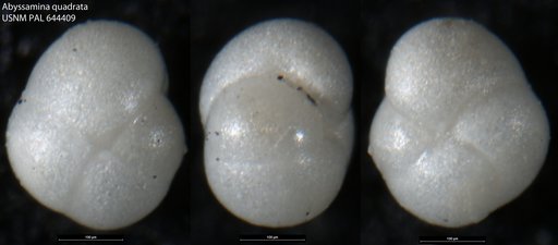 Abyssamina quadrata Schnitker & Tjalsma, 1980