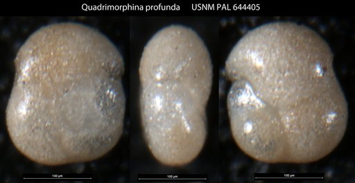 Quadrimorphina profunda Schnitker & Tjalsma, 1980