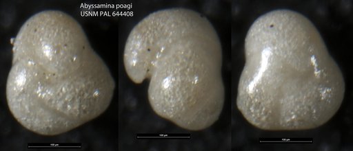 Abyssamina poagi Schnitker & Tjalsma, 1980